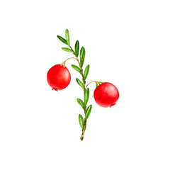watercolor berries of cranberry