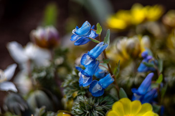 Blue flower