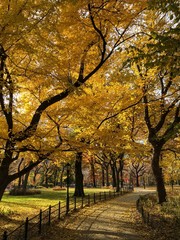 Fototapeta premium Winding path, Central Park