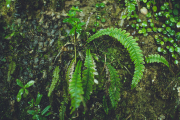 Heaphy Track - Great Walk, Kahurangi National Park, New Zealand