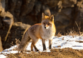 Red fox