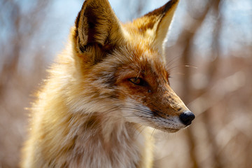 Red fox