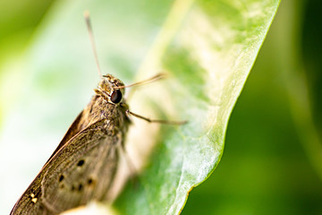 the black-veined moth, is a moth of the family Geometridae.