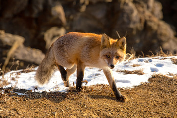 Red fox