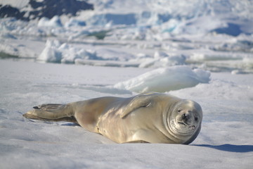 Viaje-Expedici&oacute;n Antartida