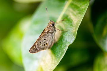 the black-veined moth, is a moth of the family Geometridae.