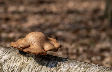 Grzyb na pniu drzewa © Ewa