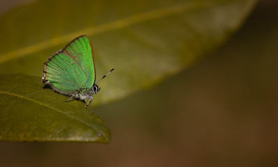 Motyl zieleńczyk ostrężyniec