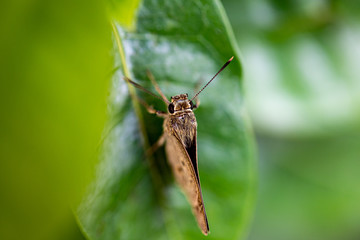 the black-veined moth, is a moth of the family Geometridae.