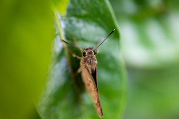 the black-veined moth, is a moth of the family Geometridae.