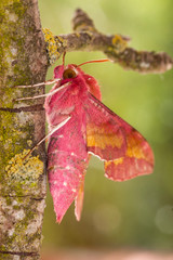 A selective photo of an elephant hawk moth, Deilephila porcellus perched on a log against a defocused green background.