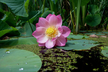 Lotus blossom