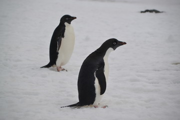 Naklejka premium Viaje-Expedición Antartida