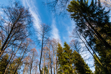 trees and sky