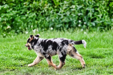 dog on grass, photo as a background , australian german shepard sheperd dog