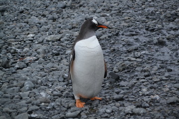 Viaje-Expedición Antartida