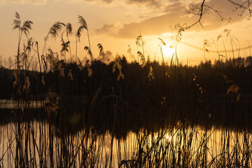 Gräser und Schilf am See bei Sonnenuntergang. 