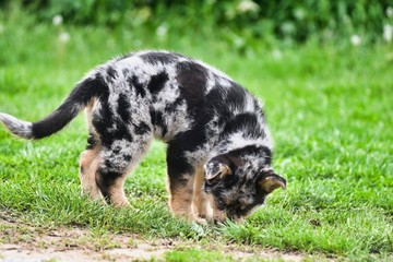 dog on the grass, photo as a background , australian german shepard sheperd dog