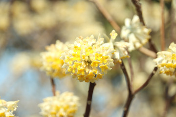 ミツマタ　栃木県真岡市