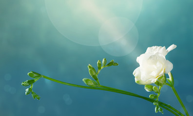 white  freesia on green background