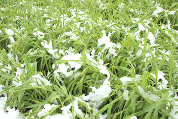 雪を被った麦　栃木県宇都宮市