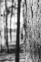 Fototapeta premium black and white tree in forrest 