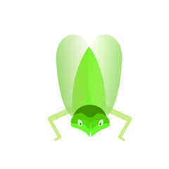 Green flying insect on a white background