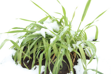 雪を被った麦　栃木県宇都宮市