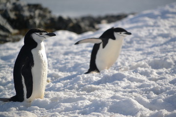 Viaje-Expedición Antartida