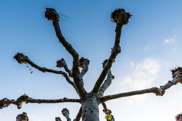 cut plane tree in spring