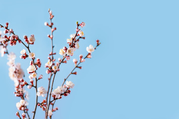 Spring flowers on a blue background. Blossoming Apricot Branches. Copy space.