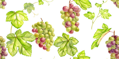green grape drawing in watercolor