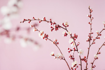 Spring flowers on a pink background. Blossoming Apricot Branches