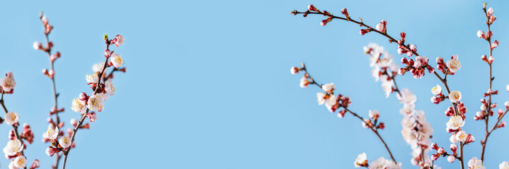 Spring banner. Spring flowers on a blue background. Blossoming Apricot Branches. Copy space.
