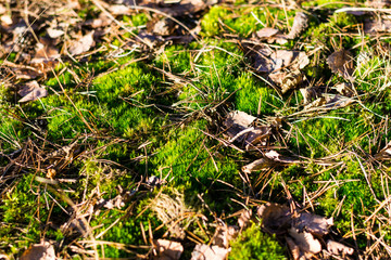 forrest floor in sun