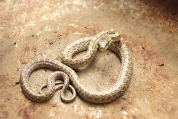 ヘビ　アオダイショウの子供