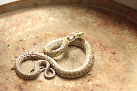 96 Best 青大将 Images Stock Photos Vectors Adobe Stock