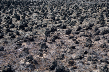 Black charred scorched field. Dry grass in the spring after a fire