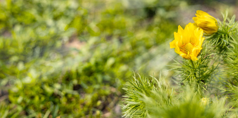Panoramic view to spring background art with yellow flowers Adonis vernalis, pheasant's eye, false hellebore, close up, shallow depths of the field.