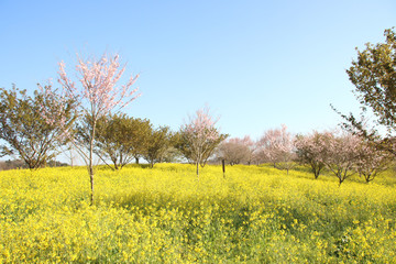 菜の花と桜　栃木県益子町　小宅古墳群