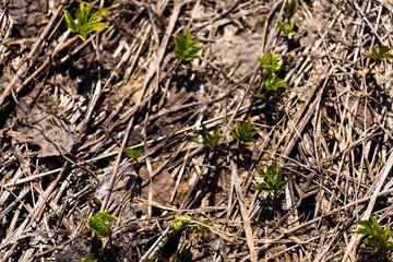 fresh shoots make their way through dry leaves