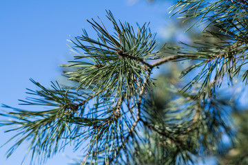 Naklejka premium pine branches against blue sky
