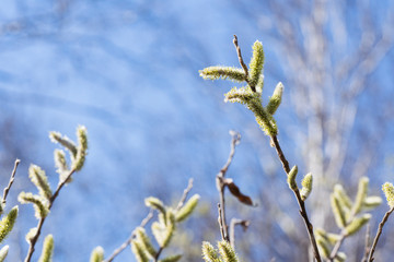Green young buds of trees in a beautiful style on a blue background.