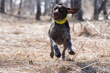 A beautiful dog runs across the field. Play outside. Happy little dog. Dog portrait. Sports, training, running. Happy pet.