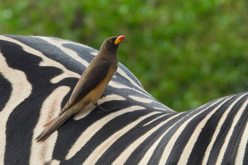 Yellow billed ox pecker on a zebra.