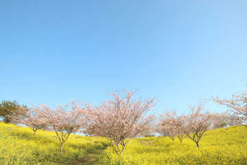 菜の花と桜　栃木県益子町　小宅古墳群