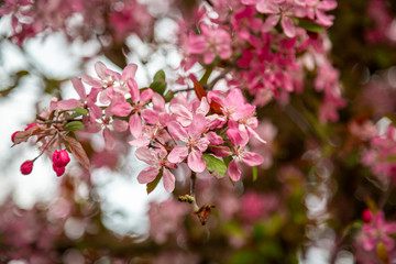 Delicate pink tree blossom in bloom