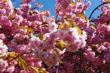 cherry blossom in spring
