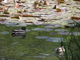 DZIKIE KACZKI © czany
