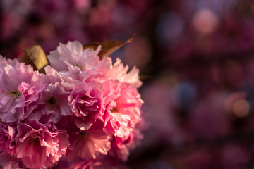 Beautiful pink cherry tree blossoms in spring
